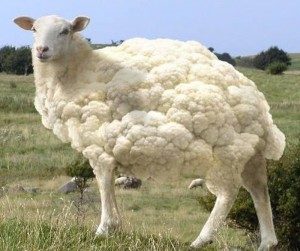 gmo-sheep-cauliflower-300x251-2958454